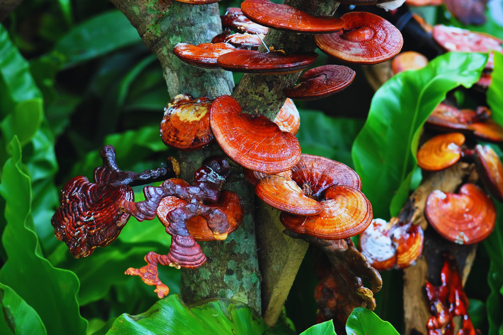 Ganoderma Lucidum: por que esse ingrediente é a base dos produtos DXN?